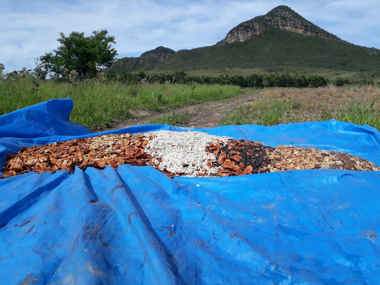 UA - Área experimental de Restauração Ecológica - Parque Nacional da Chapada dos Veadeiros, Alto Paraíso de Goiás/GO